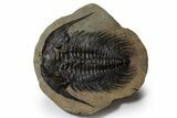 Spectacularly Preserved Acadoparadoxides Trilobite #349231-2